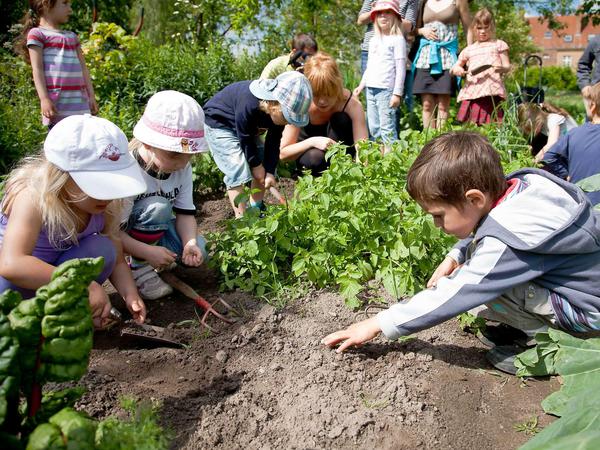 Mit dem Projekt "Essbarer Bezirk" möchte Friedrichshain-Kreuzberg das Angebot für Kinder schaffen, sich bei Anbau und Ernte zu beteiligen. 