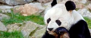 Bambus kauen in Berlin. Den Pandabären Bao Bao schenkte China 1980 dem damaligen Bundeskanzler Helmut Schmidt. 2012 starb Bao Bao mit 34 Jahren. 
