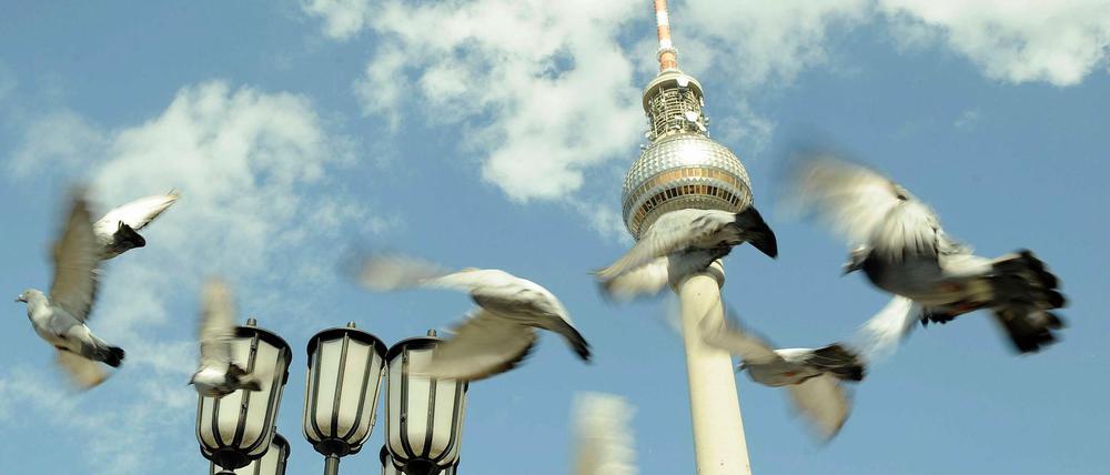 Tauben fliegen vor dem Fernsehturm in Berlin.