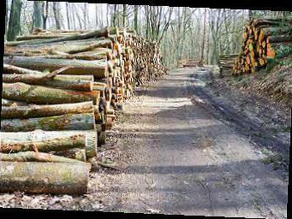 Folgen des Umbaus vom Forst zum Naturwald 