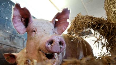 Das Tierheim pflegt Schweine aus Mastbetrieben. Ihre Artgenossen sollen im Tierheim-Café nicht auf den Teller kommen.