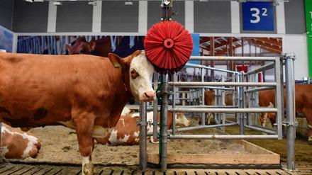 Nicht nur Leckereien, sondern auch die neuesten Agrar-Innovationen werden präsentiert - etwa diese Kuh-Waschanlage in einer automatisierten Farm.