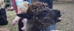 Füttern und streicheln erlaubt: Alpaka im Schildipark Panketal.