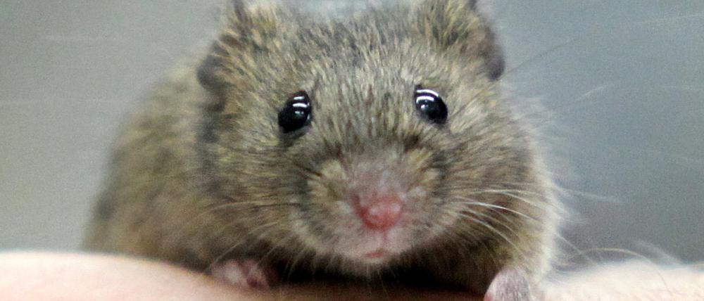 Mäuse sollen in Berliner Forschungslaboren nach dem Willen der Tierschutzbeauftragten keine Rolle mehr spielen.