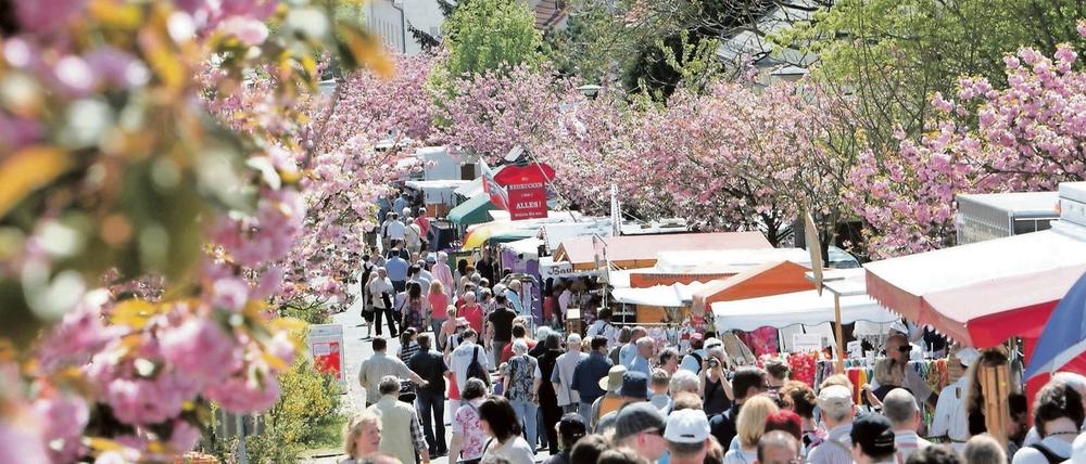 Es gab auch sonnige Tage - aber nicht sehr viele. Die Bilanz für das Baumblütenfest in Werder ist gemischt. 