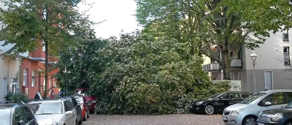 Hunderte Straßenbäume fielen wegen "Xavier" - wie diese Linde in der Großgörschenstraße, die ein geparktes Auto zerquetschte.