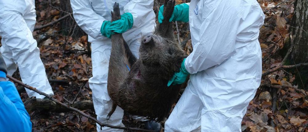 Mit einer realitätsnahen Tierseuchenübung bereiteten sich Behörden auf ein eventuelles Auftreten der afrikanischen Schweinegrippe vor.