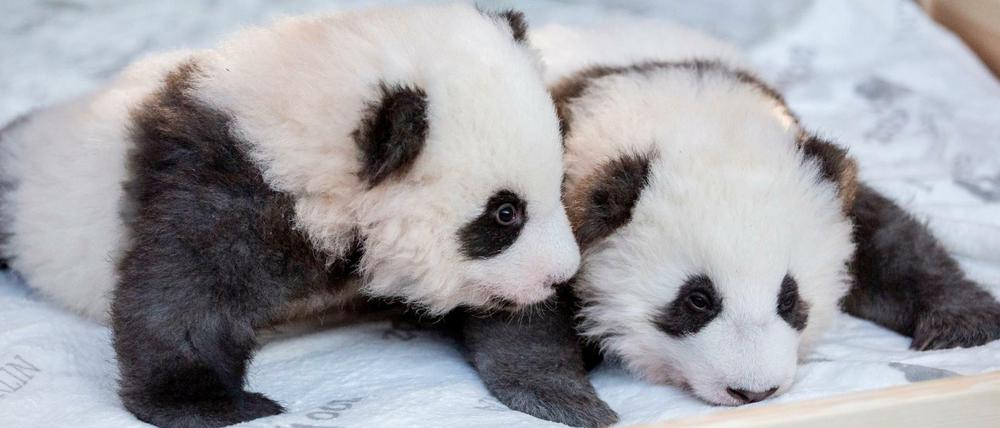 Die Panda-Zwillings-Männchen Meng Yuan (l) und Meng Xiang liegen bei der Bekanntgabe ihrer Namen und ihres Geschlechts im Berliner Zoo in ihrem Bett. 