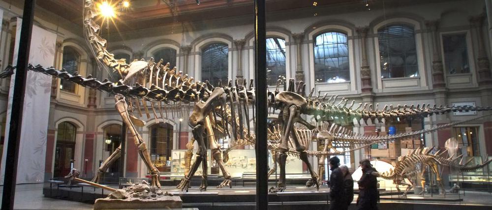 Das berühmte Dino-Skelett im Naturkundemuseum Berlin.