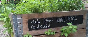 Gärtnern auf arabisch und deutsch: Tomate, Melisse und Chili.