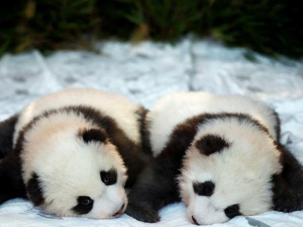 Meng Xiang und Meng Yuang heißen die zwei Pandas. 