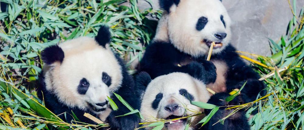 ARCHIV - 10.03.2021, Berlin: Die Panda-Zwillinge Pit (links) und Paule (unten) essen neben Mutter Meng Meng in ihrem Gehege im Berliner Zoo Bambus.