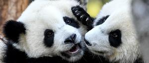Die Pandabär-Zwillinge Pit und Paule spielen in ihrem Gehege im Berliner Zoo.