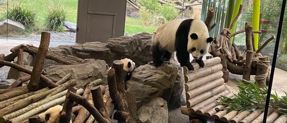 Panda-Mutti Meng Meng mit ihrem Nachwuchs.