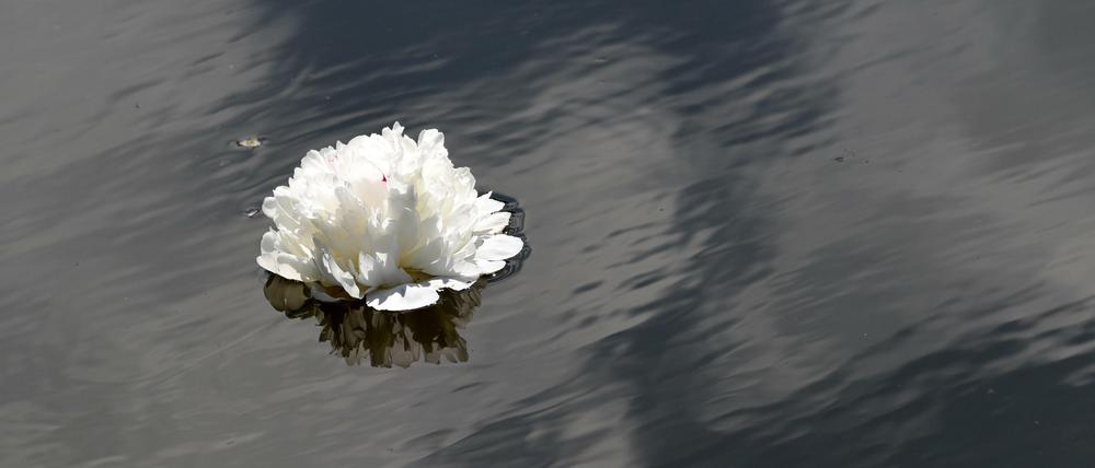 Eine Blüte schwimmt auf einem Teich.
