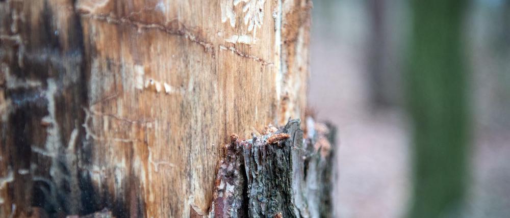 Eine von Schädlingen befallene Kiefer mit abgefallener Borke steht in einem Wald im Landkreis Potsdam-Mittelmark.