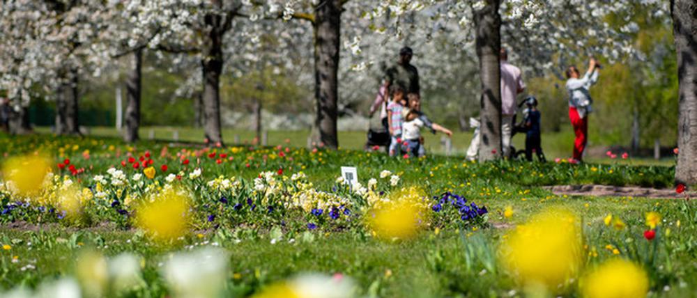 Der Britzer Garten blüht im Frühling und Sommer so richtig auf.