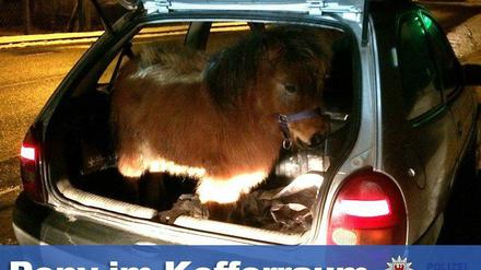 Kurioser Fund bei einer Verkehrskontrolle: Ein Shetland-Pony im Kofferraum eines Kleinwagens.