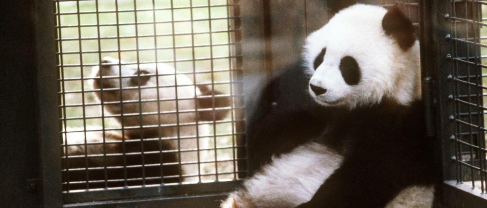 Das Panda-Paar Bao Bao und Tjen Tjen nach ihrer Ankunft 1980 im Zoologischen Garten.