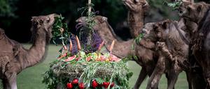  Die Dromedare des Kamelgeheges verspeisen zum 65. Jubiläum des Tierparks Berlin eine Geburtstagstorte. 