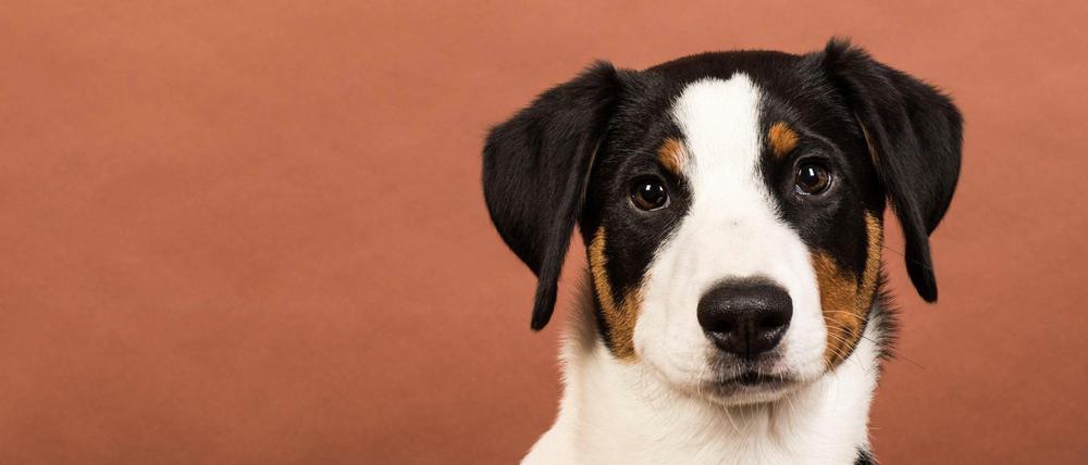 Ab 1. Januar 2022 gilt in Deutschland das neue Hundegesetz: Was Hundebesitzer und Züchter jetzt beachten müssen.
