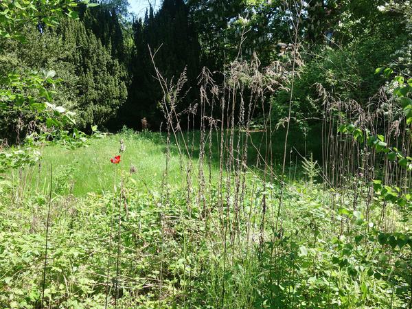 Blick aus dem Garten von Professor Eckhardt in das Nachbargrundstück: Wo bis vor vier Jahren Kinder tollten und erste Berührung mit Blumen und Pflanzen bekamen, wuchert das Unkraut, Bäumchen wachsen in die Höhe 