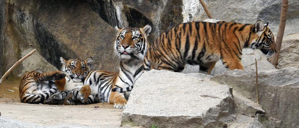 Die Freude war groß, als im August 2018 Vierlinge bei den Sumatra-Tigern im Berliner Zoo geboren wurden. Doch die Tiere leiden an einem Gendefekt, der ihnen das Laufen erschwert.
