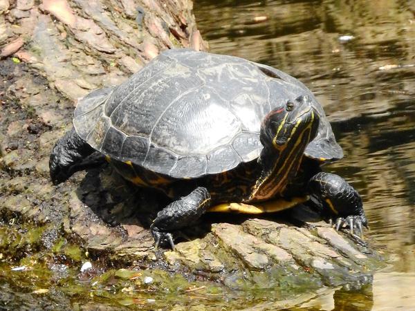 Eine Schmuckschildkröte, die sich im Tiergarten sonnt. Immer wieder werden die Tiere ausgesetzt. 