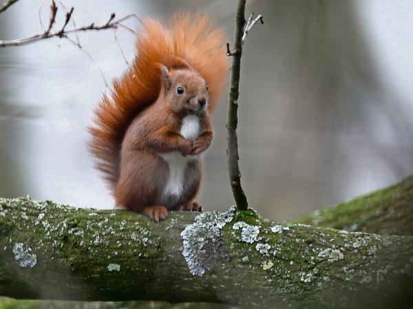 Das Ziel der Helfer: Das Tier soll zurück in die Natur. Das Foto zeigt ein gesundes Eichhörnchen.
