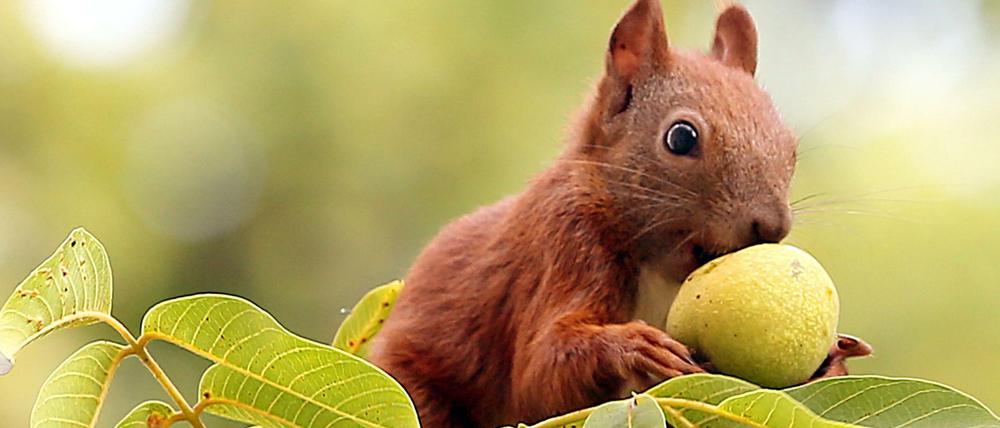 Die Eichhörnchen bilden schon während des Sommers ein dickes Fell für die kalte Jahreszeit.
