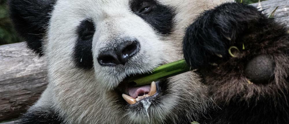 Panda-Männchen Jiao Qing frisst in seinem Gehege im Zoo Bambus. 