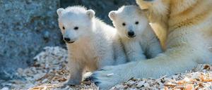 Eine Eisbären-Familie aus dem Tierpark Hellabrunn in München. Wer würde sich in Berlin nicht über solch süßen Nachwuchs freuen?