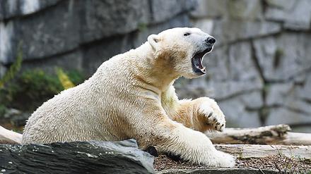 Hey, ich bin auch noch da! Aus schierer Verzweiflung über den Besuchermangel im Tierpark hat Eisbär Wolodja nun ein Baby gezeugt.
