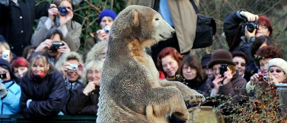 Klimasymboltier. Hier feierte die Welt den zweiten Geburtstag von Berlins Zoo-Eisbär Knut. Seine Artgenossen am Pol sind langfristig vom Aussterben bedroht.