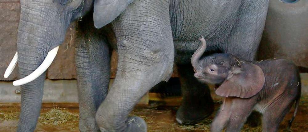 Die Afrikanische Elefantenkuh Sabah, hier mit einem ihrer Kälber, lebte seit 1987 im Tierpark Friedrichsfelde.