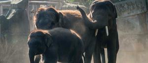 Bald geht´s los: Die Elefanten Valentino, Nova und Bogor im Berliner Tierpark. 