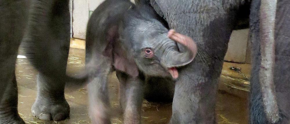 Das neugeborene Elefantenbaby im Tierpark Berlin inmitten seiner Familienmitglieder.