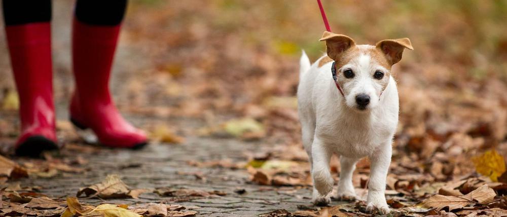 Kleiner Hund wird an der Leine von Frau in Gummistiefeln über einen Weg voller Herbstlaub geführt.
