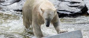 Surfen im Internet birgt Gefahren. Dass der Ticketkauf bei Zoo und Tierpark riskant sein könnte, haben Kunden wohl nicht gedacht. Das Foto zeigt Eisbär Hertha im Zoologischen Garten.