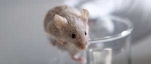 Am häufigsten für Tierversuche werden Mäuse verwendet, Fachterm: Mus musculus.