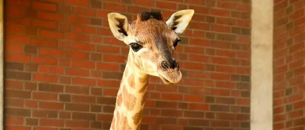 Das Giraffen-Baby aus dem Tierpark