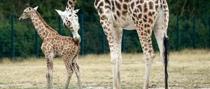 Giraffentaufe im Tierpark Berlin: Die junge Giraffe Frieda mit ihrer Mutter Amalka. Aus mehreren hundert Vorschlägen hat eine Jury den neuen Namen "Frieda" für das jüngste Familienmitglied der Giraffenherde gefunden. 