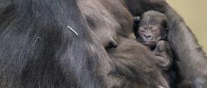 Gorilla-Mutter Bibi mit ihrem neu geborenen, und noch namenlosen, Jungtier im Arm.