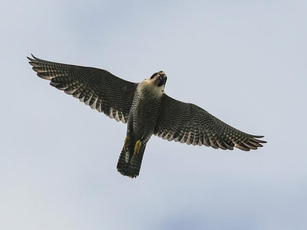 Ein Wanderfalke (Falco peregrinus) fliegt am Himmel über dem Sauener Forst.