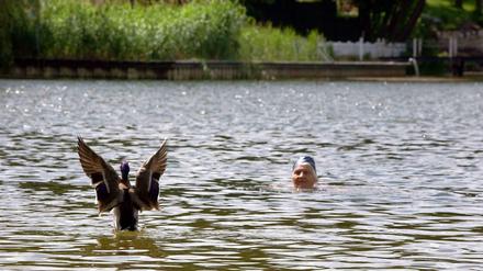 Eine Frau schwimmt mit einer Ente trotz Badeverbots im Halensee. In den kommenden ein bis zwei Jahren soll das auch wieder offiziell möglich sein.