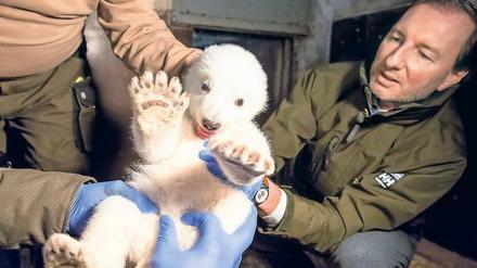 Zum ersten Mal wurde der kleine Eisbär am Freitag im Tierpark Berlin von Tierarzt und Tierparkdirektor Andreas Knieriem untersucht. Bis zum ersten Februar werden Namensvorschläge für den Jungen entgegengenommen.