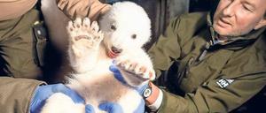 Zum ersten Mal wurde der kleine Eisbär am Freitag im Tierpark Berlin von Tierarzt und Tierparkdirektor Andreas Knieriem untersucht. Bis zum ersten Februar werden Namensvorschläge für den Jungen entgegengenommen.