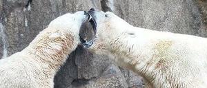 Alles andere als kuschelig: Die Eisbären kamen sich in die Haare - nun muss Eisbär Troll wieder in den Tierpark zurück.