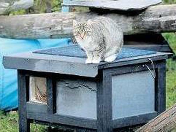 Pflegestation. Im Tierheim Hohenschönhausen existiert ein Katzenhaus mit großem Auslauf für verwilderte Hauskatzen. 