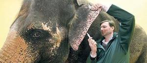 Streichelzoo. Der neue Direktor Andreas Knieriem – hier noch mit Elefantenkuh in Hellabrunn – befürwortet Erlebnisgehege.